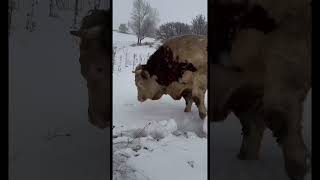 Kar Gören Boğa Ğa Im Ilık