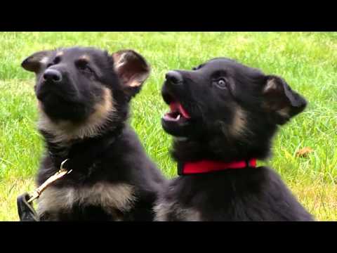 kraftwerk-k9-german-shepherd-puppy-training-two-at-a-time!