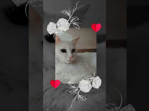 انت اجمل قطه 