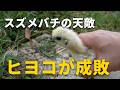スズメバチの意外な天敵は、ヒヨコの大好物でした