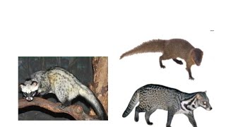 perbedaan musang rase dan musang pandan