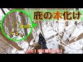 【大物猟】鹿が木化け！？隠れた鹿に撃ち込む！！