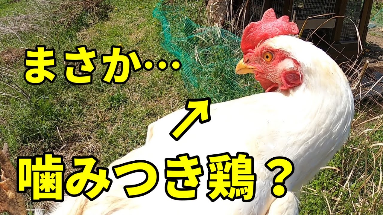 【悲報】再びオス鶏のトサカが何者かにやられる事件が起きました… 225話目 - YouTube