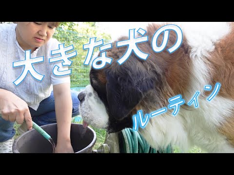 【これがセントバーナードの日常】小型犬もいるよ！平凡なセントバーナードの日記This is the daily life of St. Bernard There are also small dog