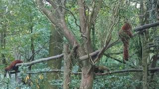 Dvojčata Pandy červené (Ailurus fulgens) v Zoo Ostrava ❤❤🐾🐾