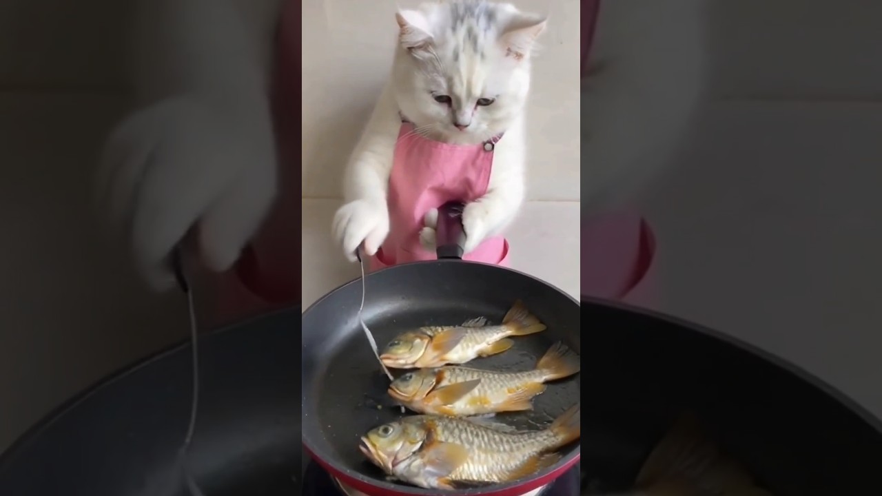 Cats cooking Part 2 