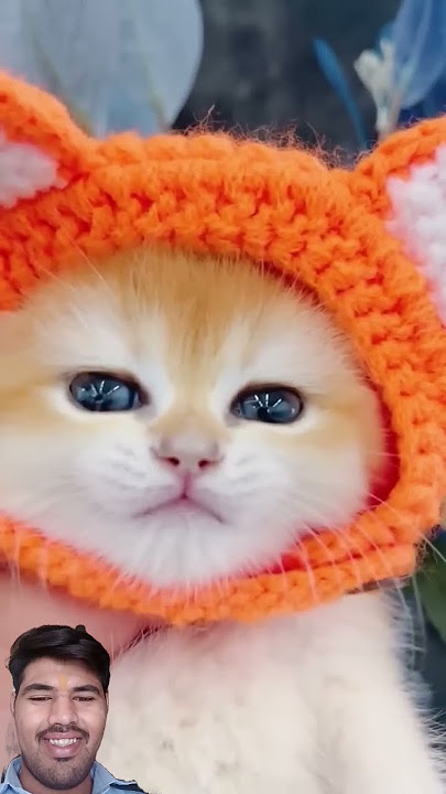 Billi wala tiktok #billi #cat  #shorts