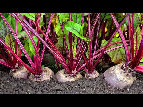 Old World Quality Foods About Us