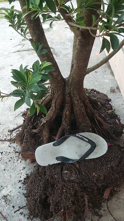beringin elegan ori