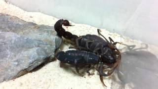 Parabuthus Transvaalicus Mating Vid 1 - Refusal To Mate