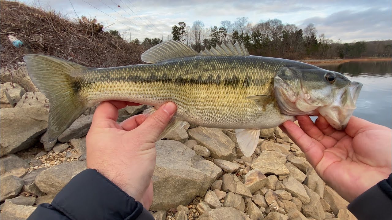 Early Spring Lake Lanier Bank Fishing ￼