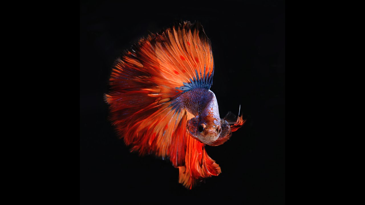 most expensive types of betta fish