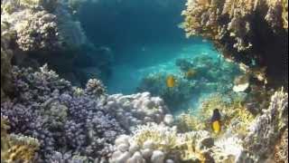 Utopia Beach Club Reef tauchen - Marsa Alam