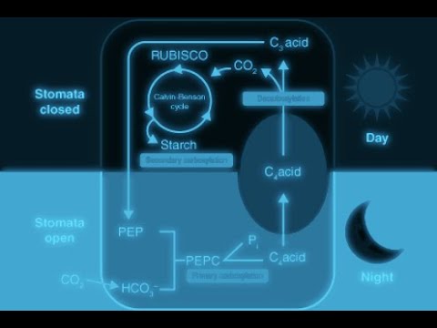Crassulacean Acid Metabolism (CAM) pathway