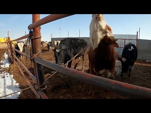 DANA NASIL YAKALANIR ?? ATEŞTE MENEMEN NASIL OLDU ?? KAR DOLDURDUK !!