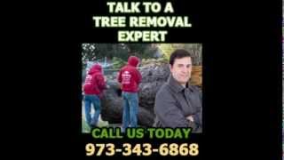 Amazing Tree Services in New Jersey