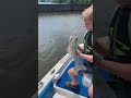 Striped bass release #justfishing #river