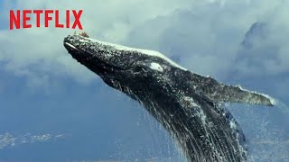 Our Planet | Official Extended Trailer [HD] | Netflix