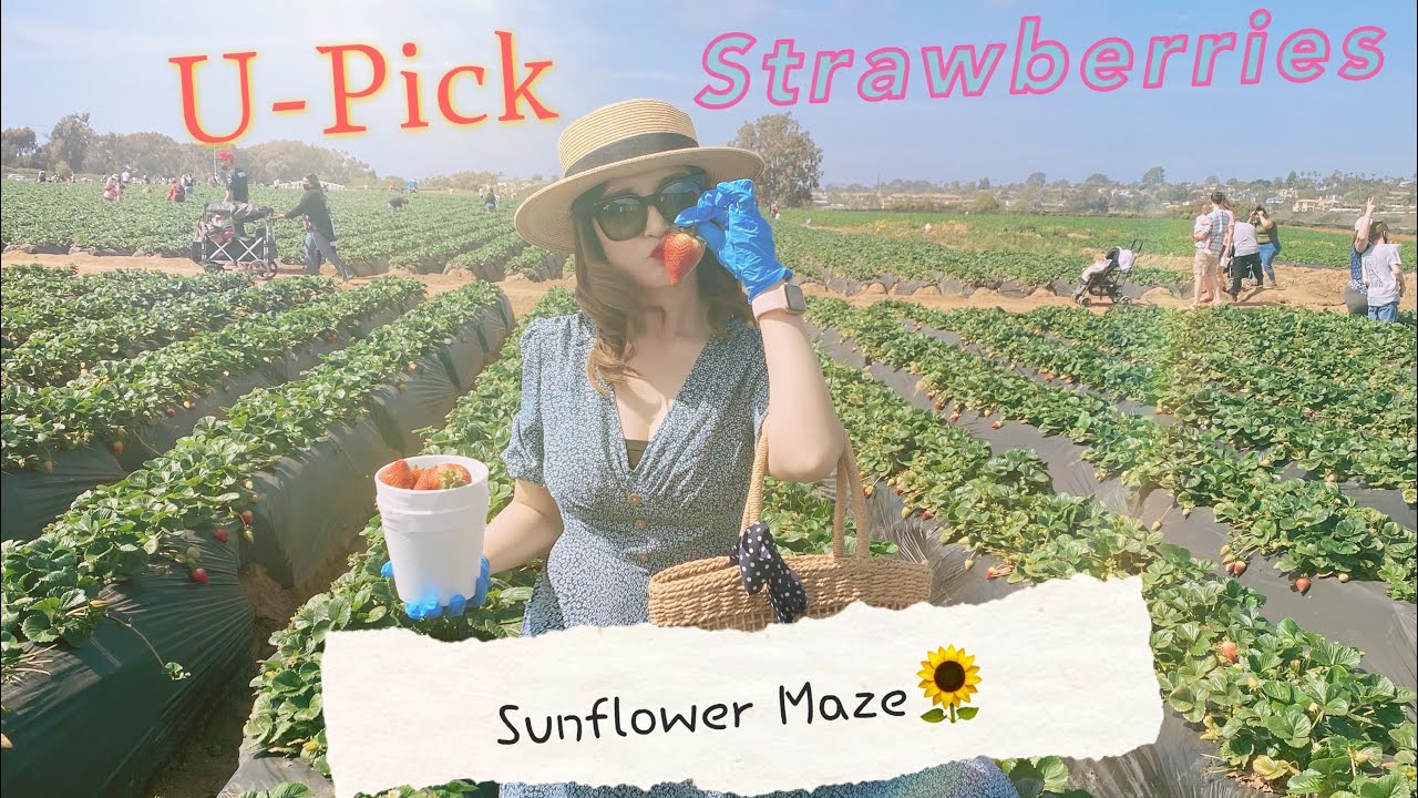 Carlsbad Strawberry-Spring Break || VyTo - YouTube