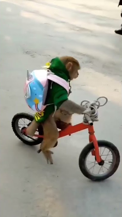 monkey naik sepeda