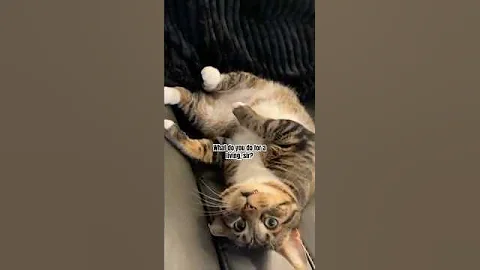 What do you do for a living, sir? #nothing #cat #explore #fyp #shorts #foryou