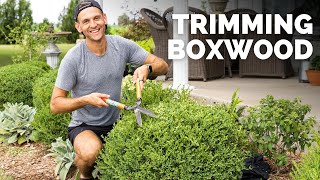 Trimming Boxwood Along My Front Porch and Back Patio | Gardening with Wyse Guide