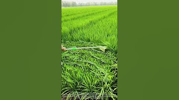 Rice defoliation and pollination operation sharing