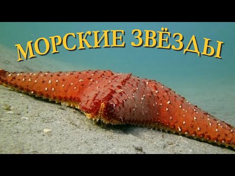 Морские звезды | Познавательное видео | Удивительный мир беспозвоночных