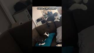 O GATO A JATO