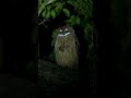 Owl Eyes #owl #owleyes