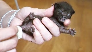 Rescue a newborn kitten. Our first morning / SANI vlog