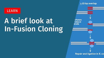 A Brief Look at In-Fusion Cloning