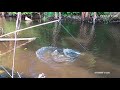Ikan HARUAN Sambar Taut CREET |LIVE| MALAYSIA