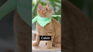 25 CUTE Male Kitten Names 😍 #shorts