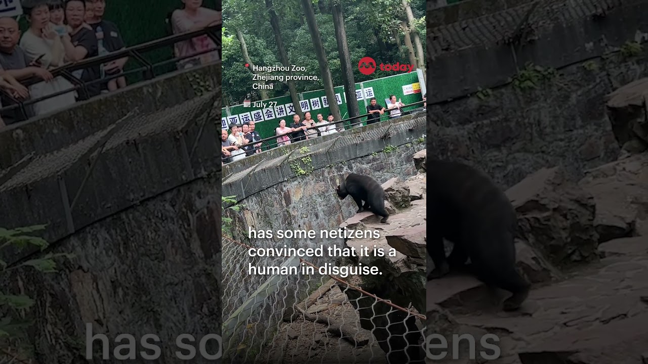 Man in bear costume? China zoo refutes rumours