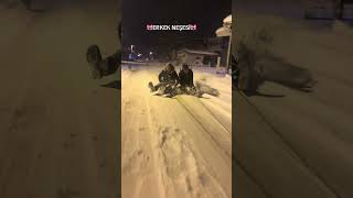 Erkek Neşesi Resimi
