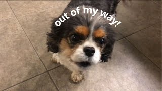 Dog complains when not allowed on carpet