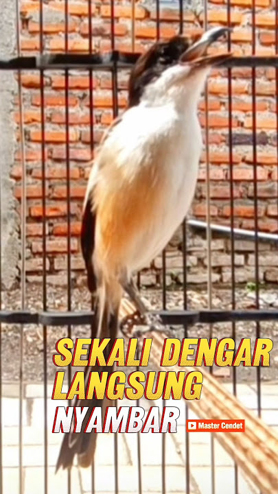 SUARA CENDET GACOR BIKIN EMOSI NYAUT #cendetgacor #pancingancendet #pancingancendetemosi