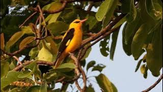 Golden Oriole call. #birdwather