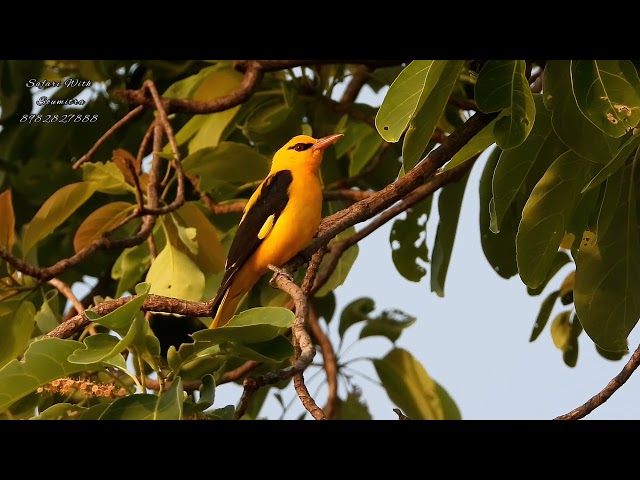 Panggilan Oriole Emas. #pengawas burung class=