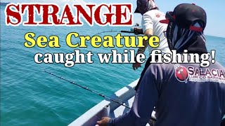 Download Lagu Strange sea creature caught while fishing at Satang, Kuching MP3 Download Lagu Strange sea creature caught while fishing at Satang, Kuching MP3