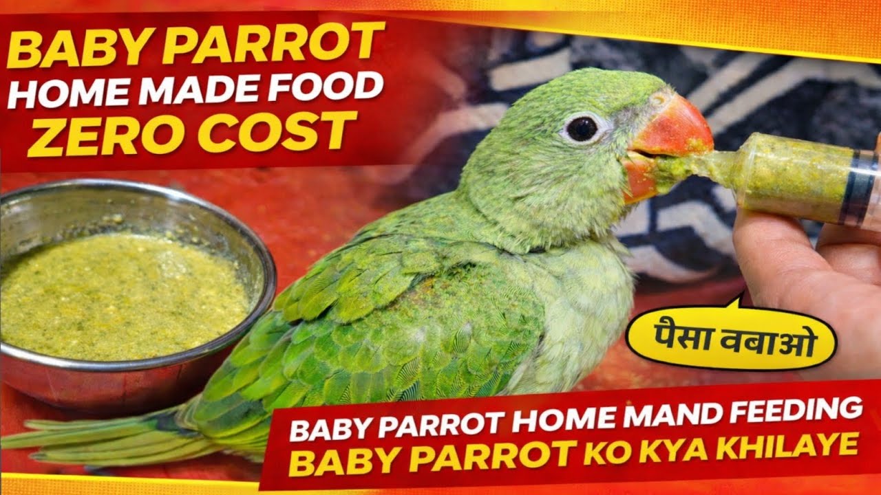 Baby Parrot Home Made food Zero Cost | Baby Parrot Home Made Hand Feeding