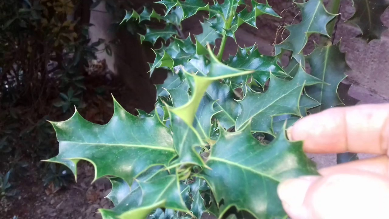 ACEBO PARA PROTECCIÓN DE TODO TIPO