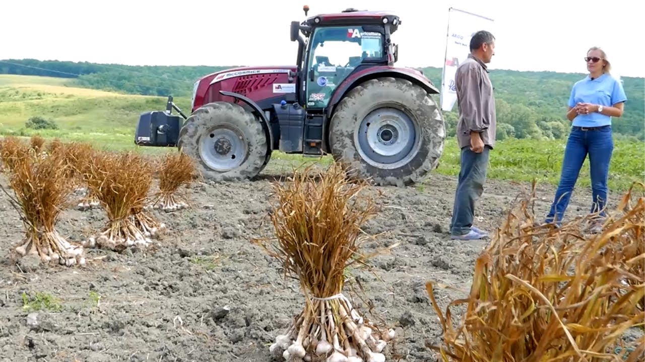 Usturoiul de Copalau ar putea deveni produs cu denumire de origine protejata