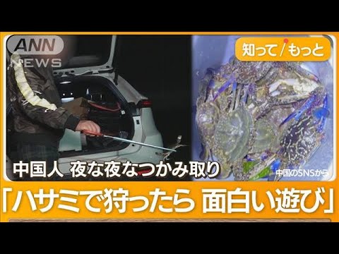 悪質…東京湾でワタリガニ“大量密漁”  中国人が次々「蒸し焼きにする」