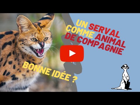 Vidéo: Les caracals sont-ils de bons animaux de compagnie ?