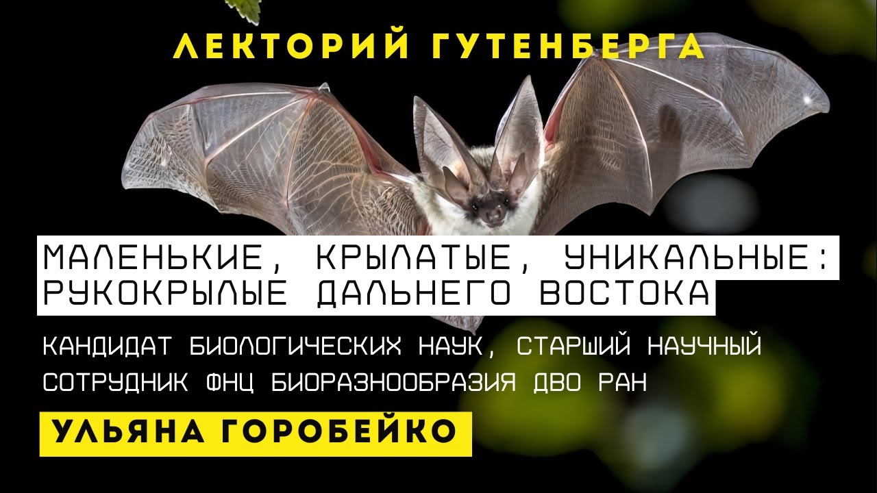 Маленькие, крылатые, уникальные: рукокрылые Дальнего Востока | Ульяна Горобейко