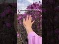 МАРАЛЬНИК на АЛТАЕ 🌸, малопосещаемый ВОДОПАД за Чемалом 💧