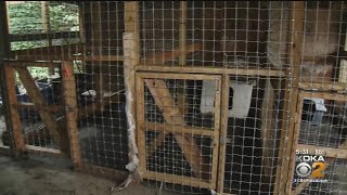 Fayette County Man Faces Dozens Of Charges After Police Find 13 Dogs Living In Deplorable Conditions