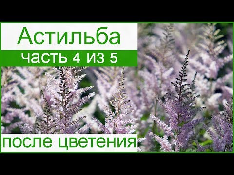 Вопрос: Как ухаживать за астильбой осенью?